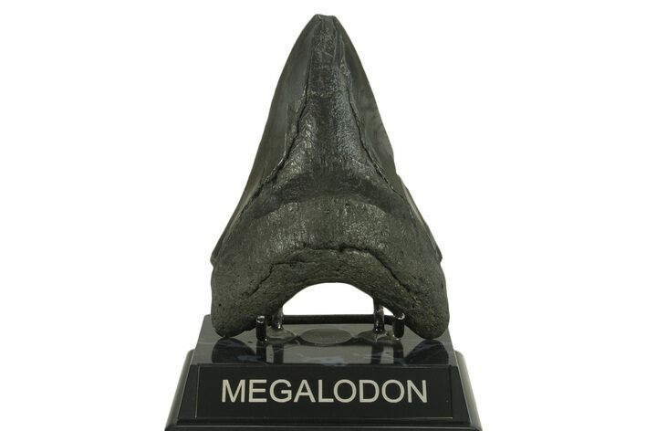 Bargain, Fossil Megalodon Tooth - South Carolina #383197
